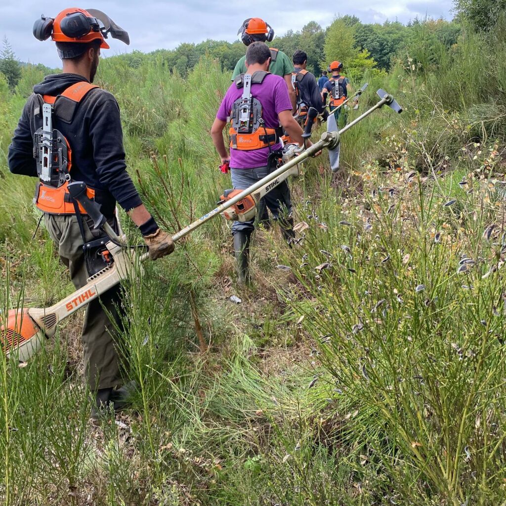 Guillier Reboisement - Entretien