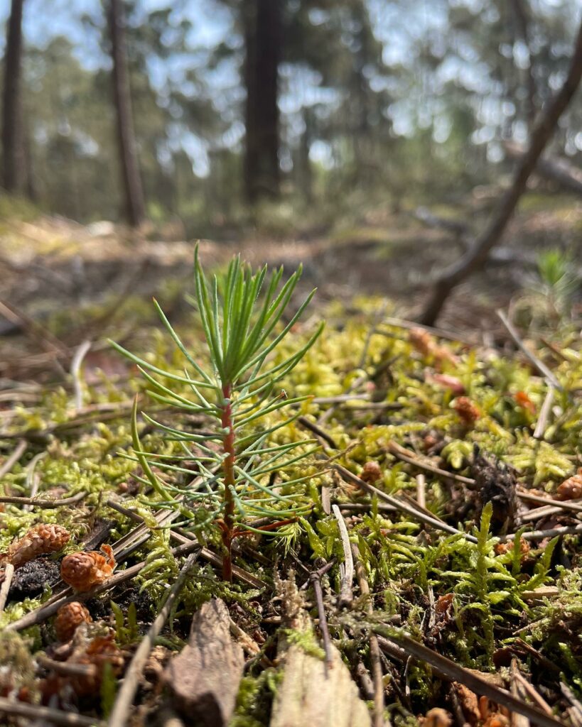 Guillier Reboisement - Pour vos travaux forestiers dans le Grand Ouest