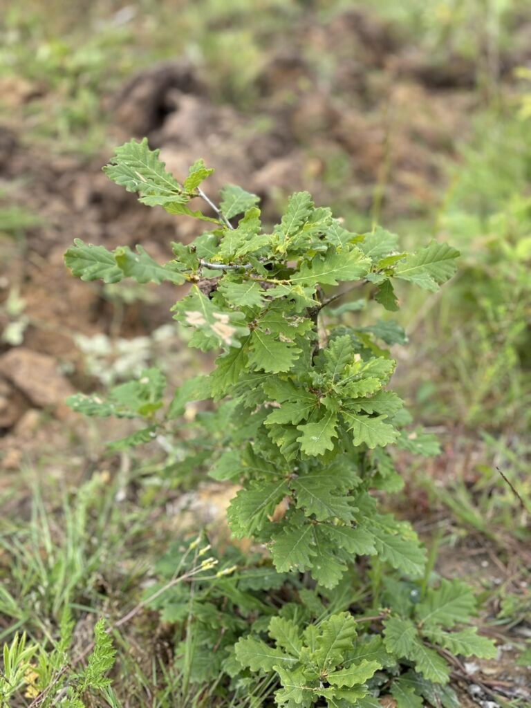 Guillier Reboisement - Plantations