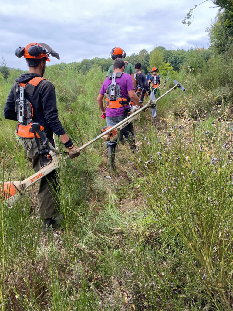 Dégagement - Guillier Reboisement