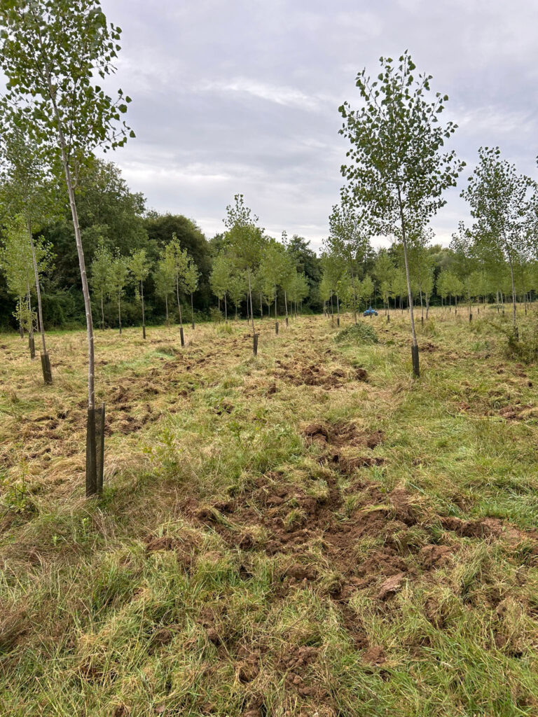 Entretien peuplier - Guillier Reboisement