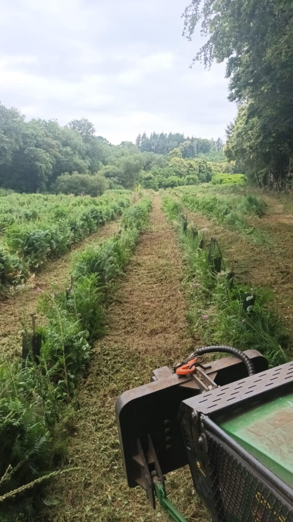 Entretien plantation - Guillier Reboisement
