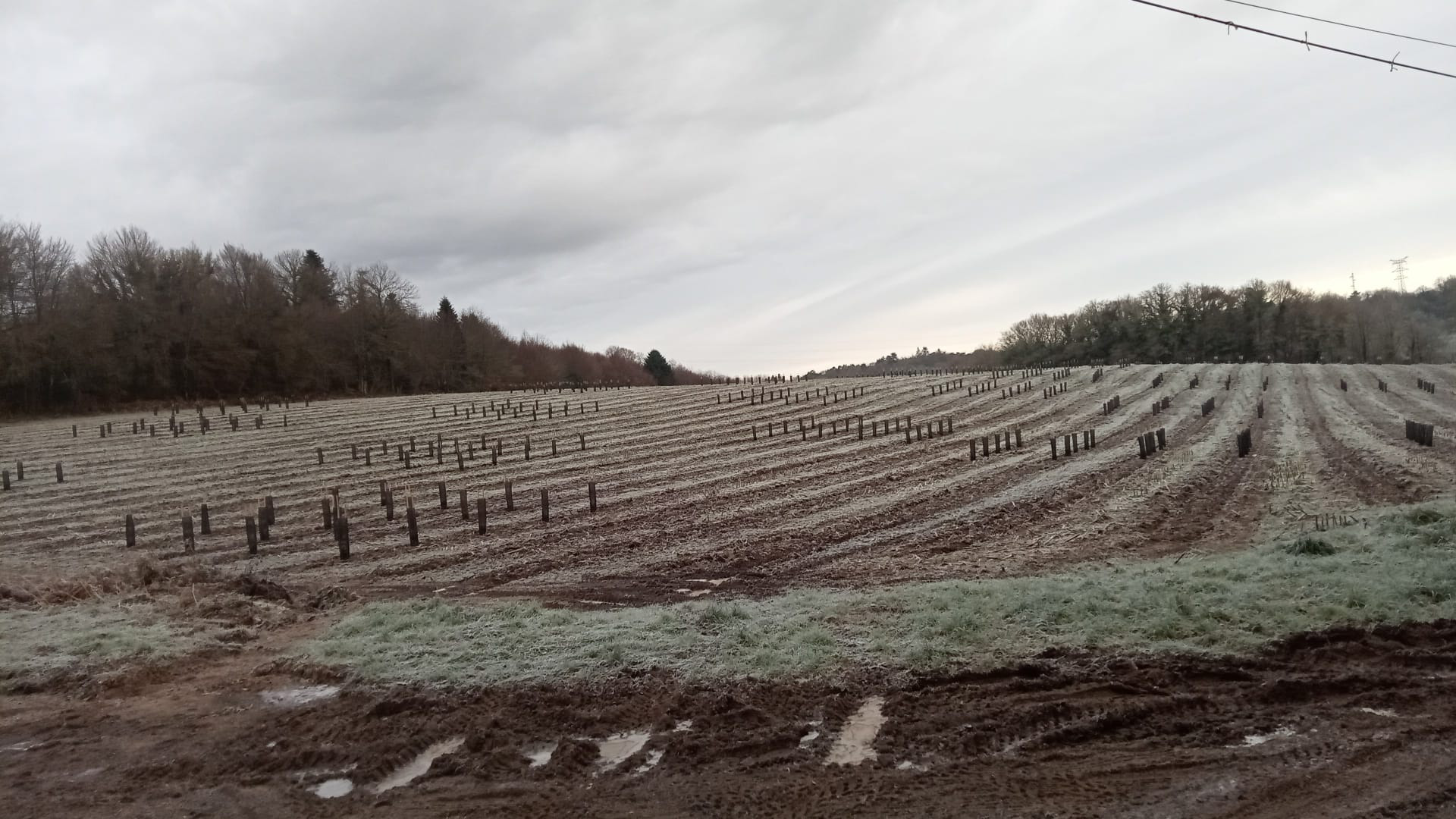 Plantations - Guillier Reboisement