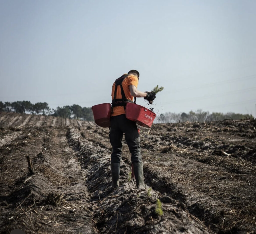 Plantation - Guillier Reboisement
