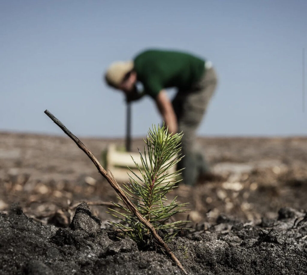 Plantation - Guillier Reboisement