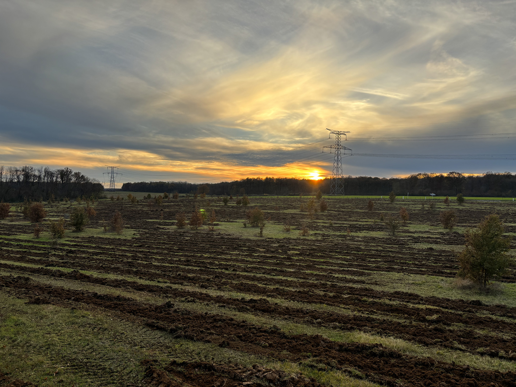 TS Boisement - Guillier Reboisement