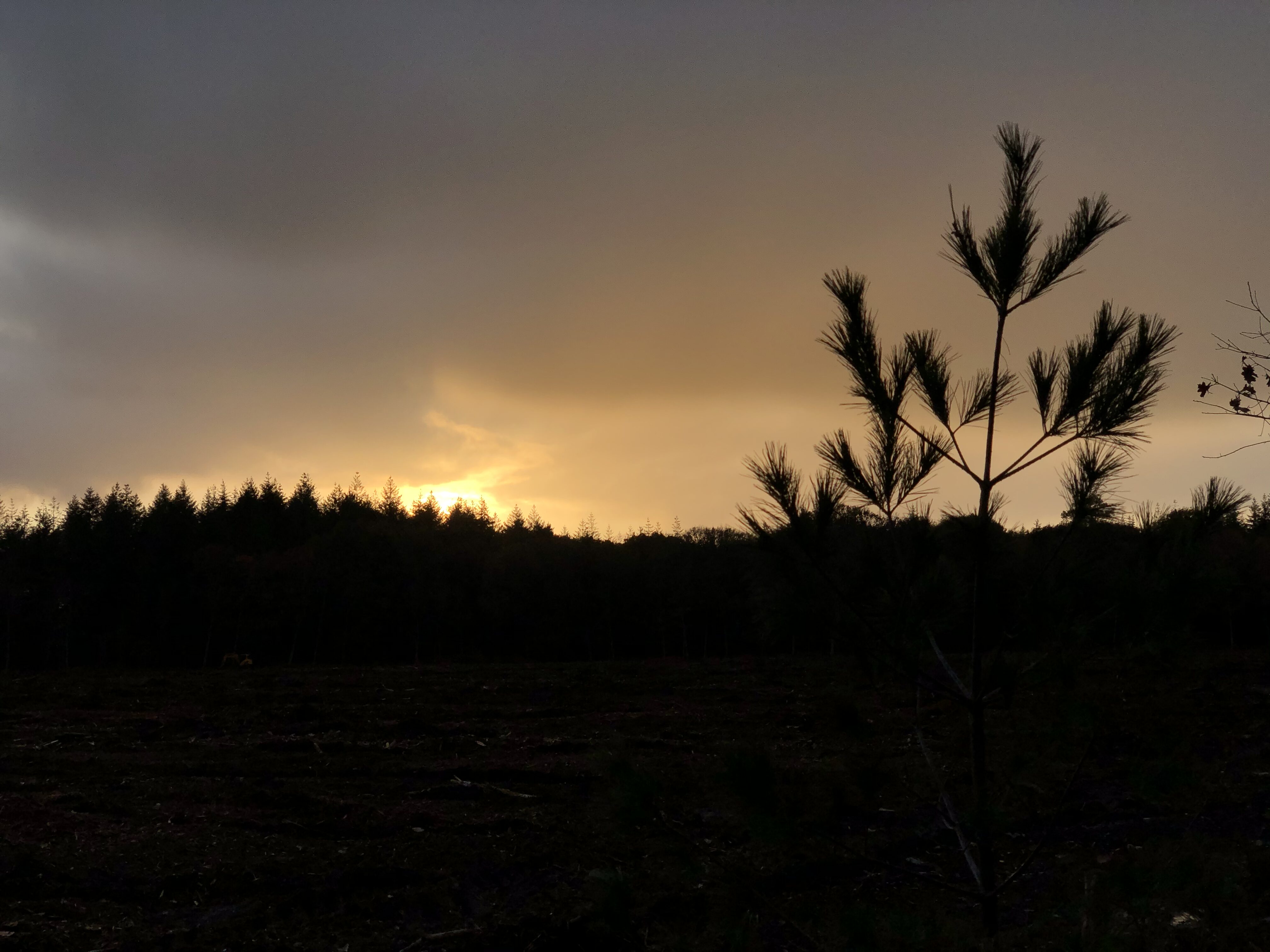 TS Boisement - Guillier Reboisement