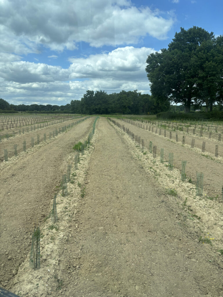 TS Boisement - Guillier Reboisement