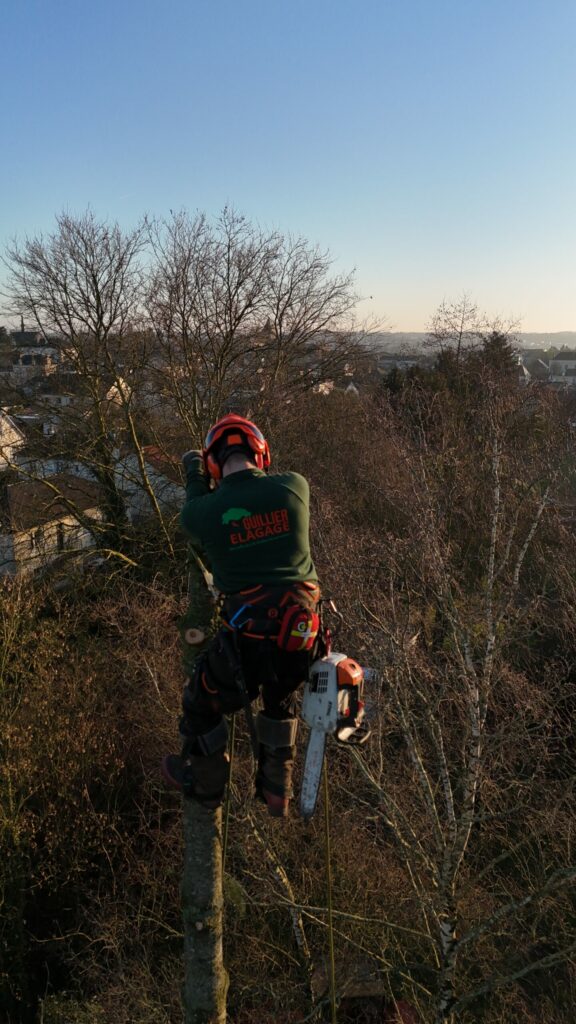 TS Boisement - Guillier Reboisement